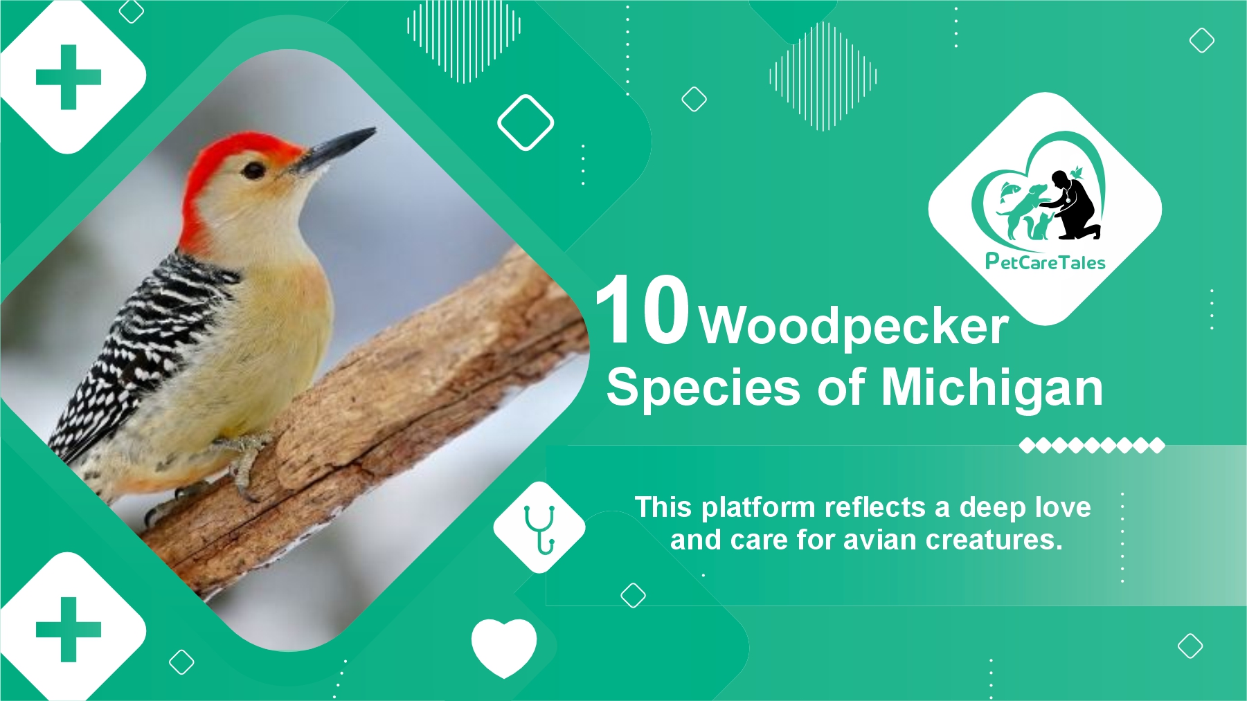 10 Woodpecker Species of Michigan Residents