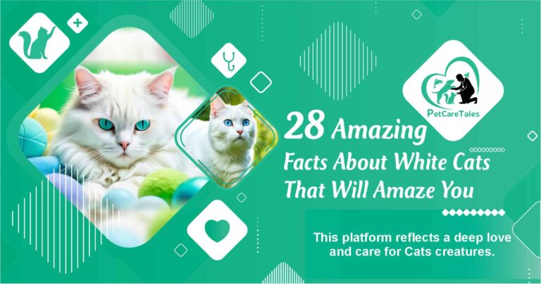 Amazing Facts About White Cats