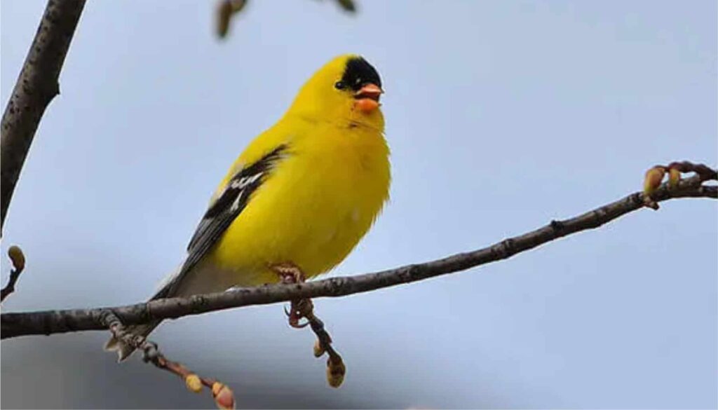 American Goldfinch