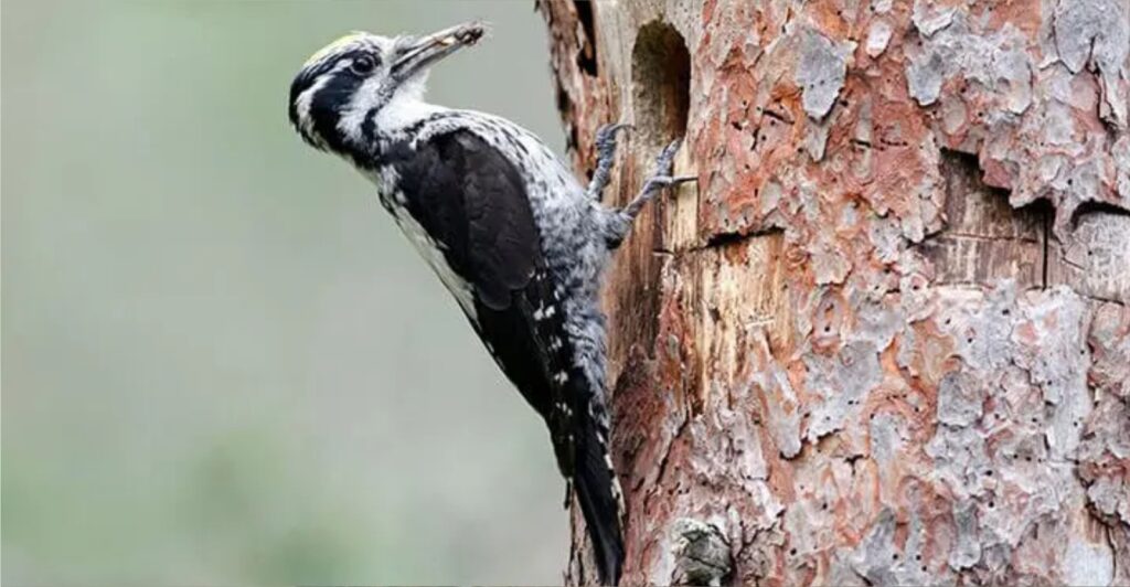 American Three-toed Woodpecker