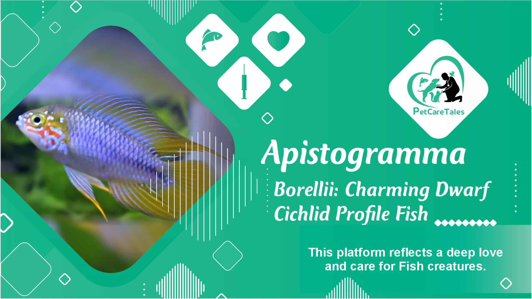 Apistogramma Borellii Charming Dwarf Cichlid