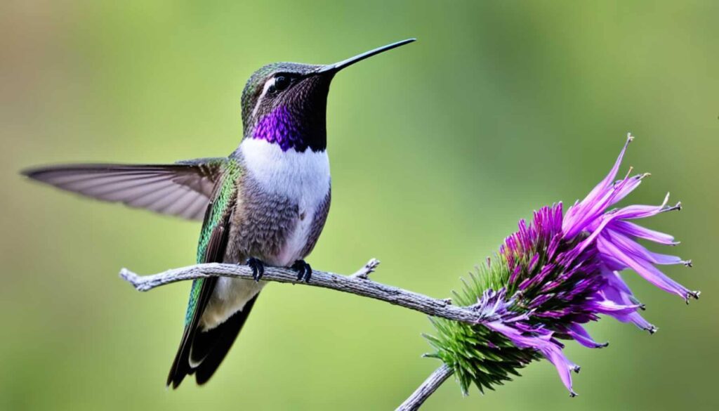 Black-Chinned Hummingbird