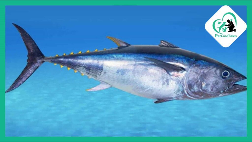 Bonito Fish All You Need to Know