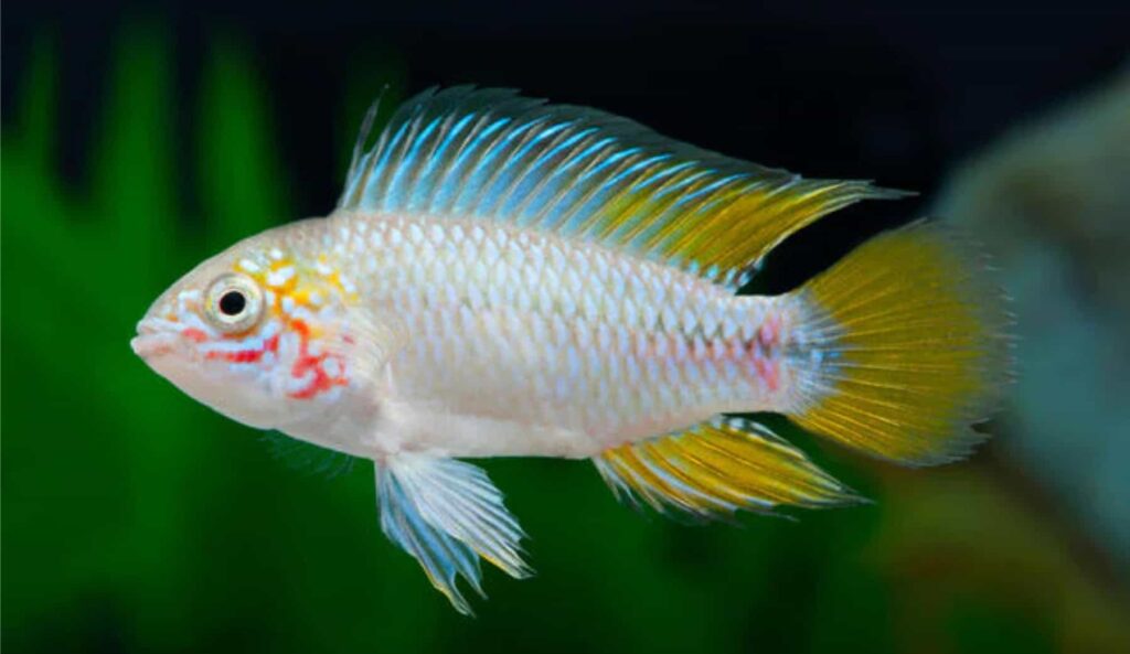 Charming Dwarf Cichlid Profile Fish