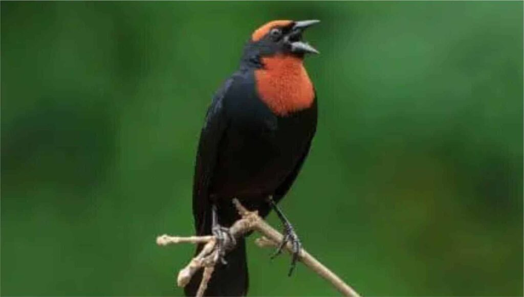 Chestnut-capped Blackbird