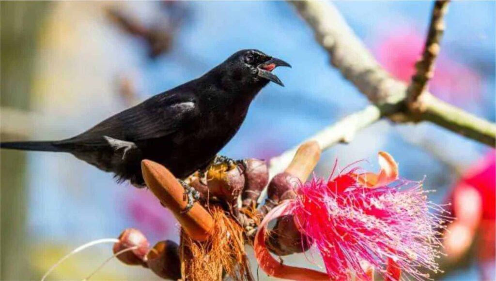 Cuban Blackbird