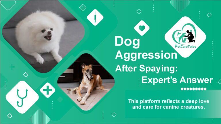 Dog Aggression After Spaying