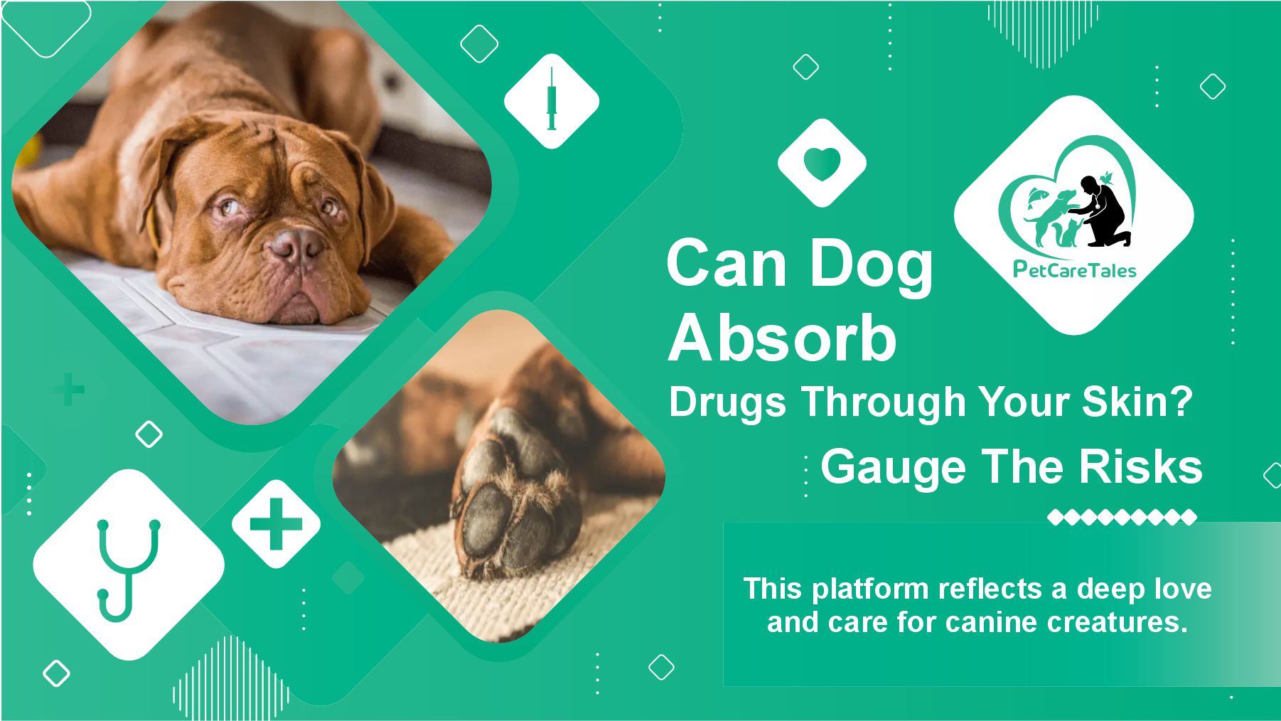 Dogs Absorb Drugs Through Your Skin