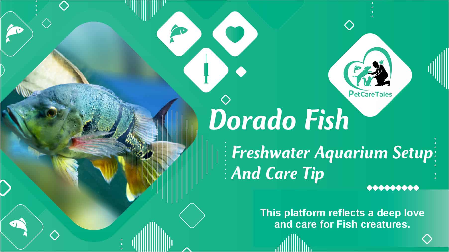 Dorado Fish Freshwater Aquarium