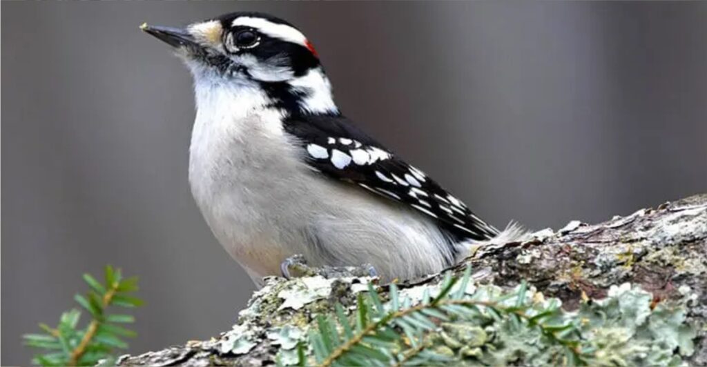 Downy Woodpecker