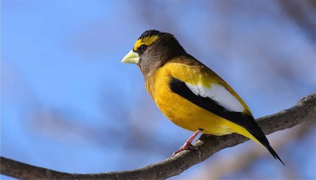 Evening Grosbeak