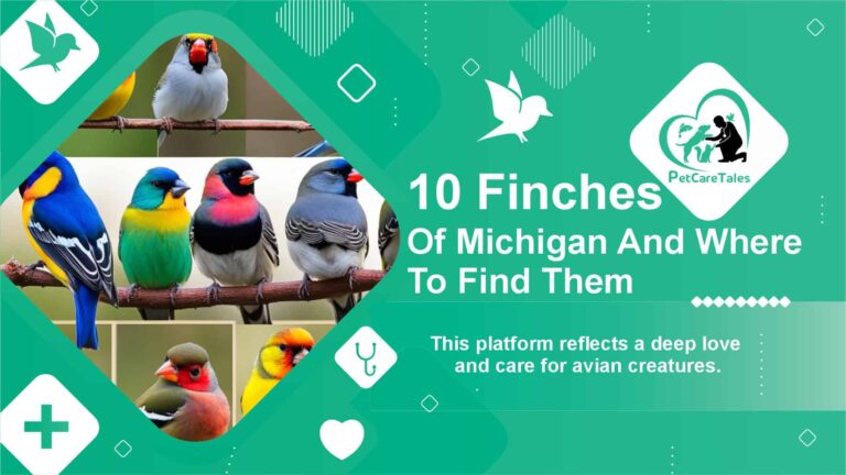 Finches Of Michigan