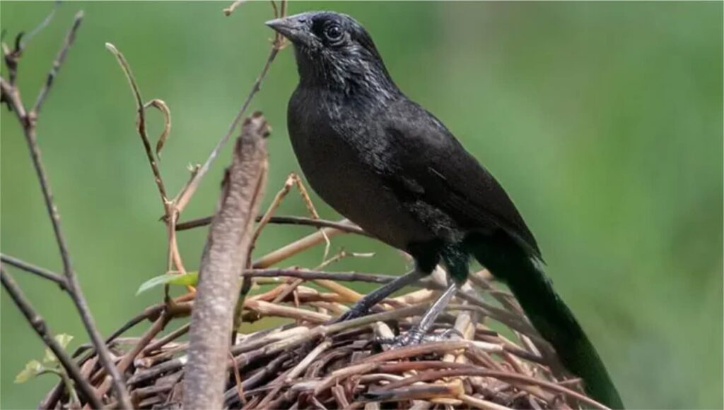 Forbes’s Blackbird