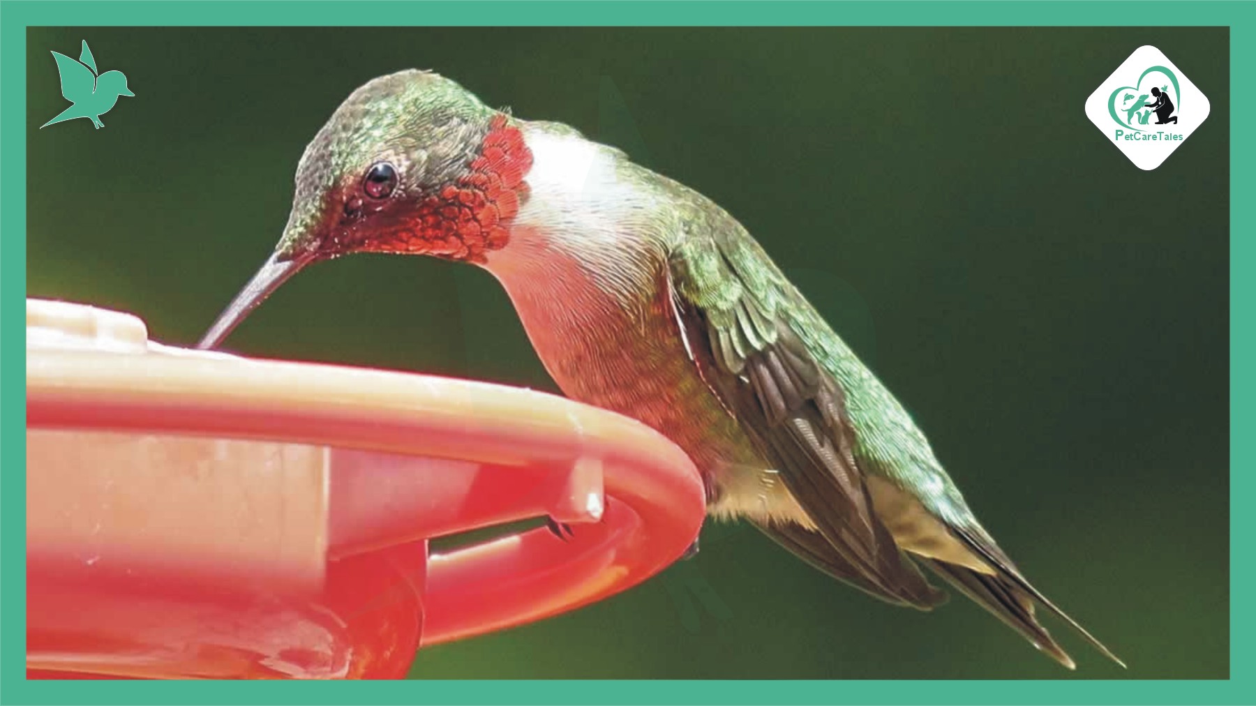 Hummingbirds In Texas