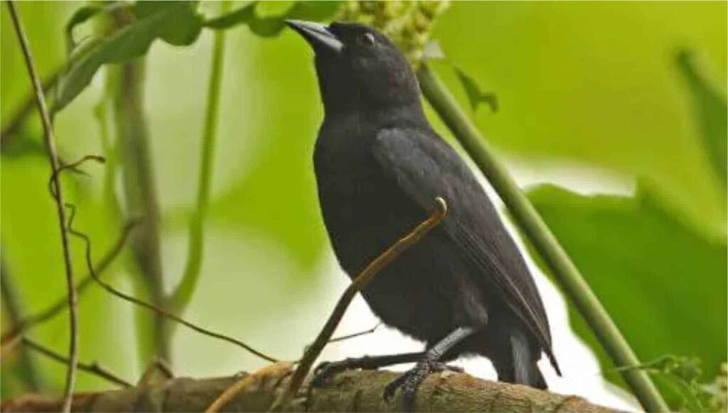 Jamaican Blackbird