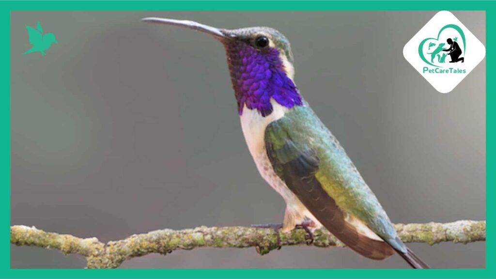 Lucifer Hummingbird