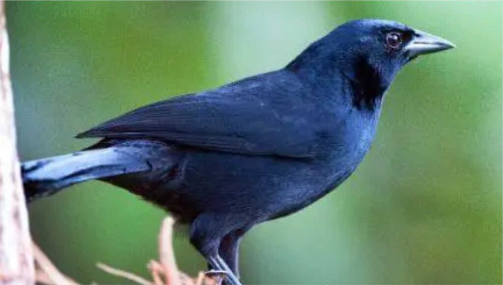 Melodious Blackbird