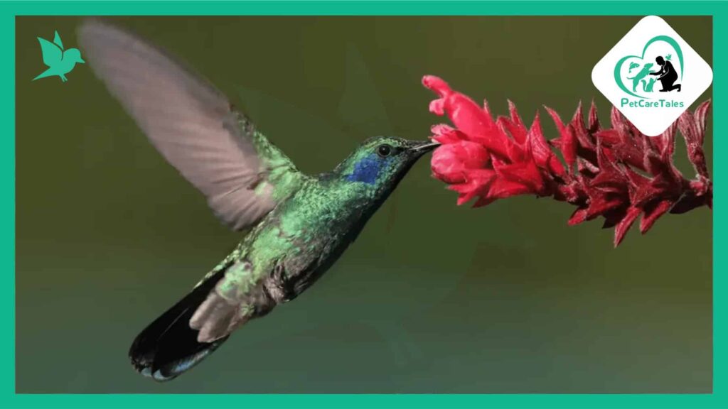 Mexican Violetear