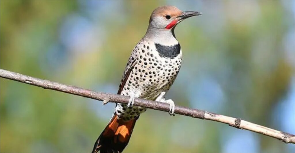 Northern Flicker