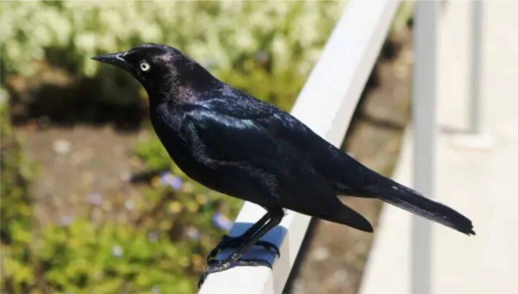 Pale-eyed Blackbird