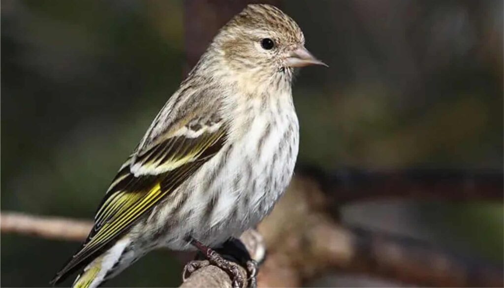 Pine Siskin