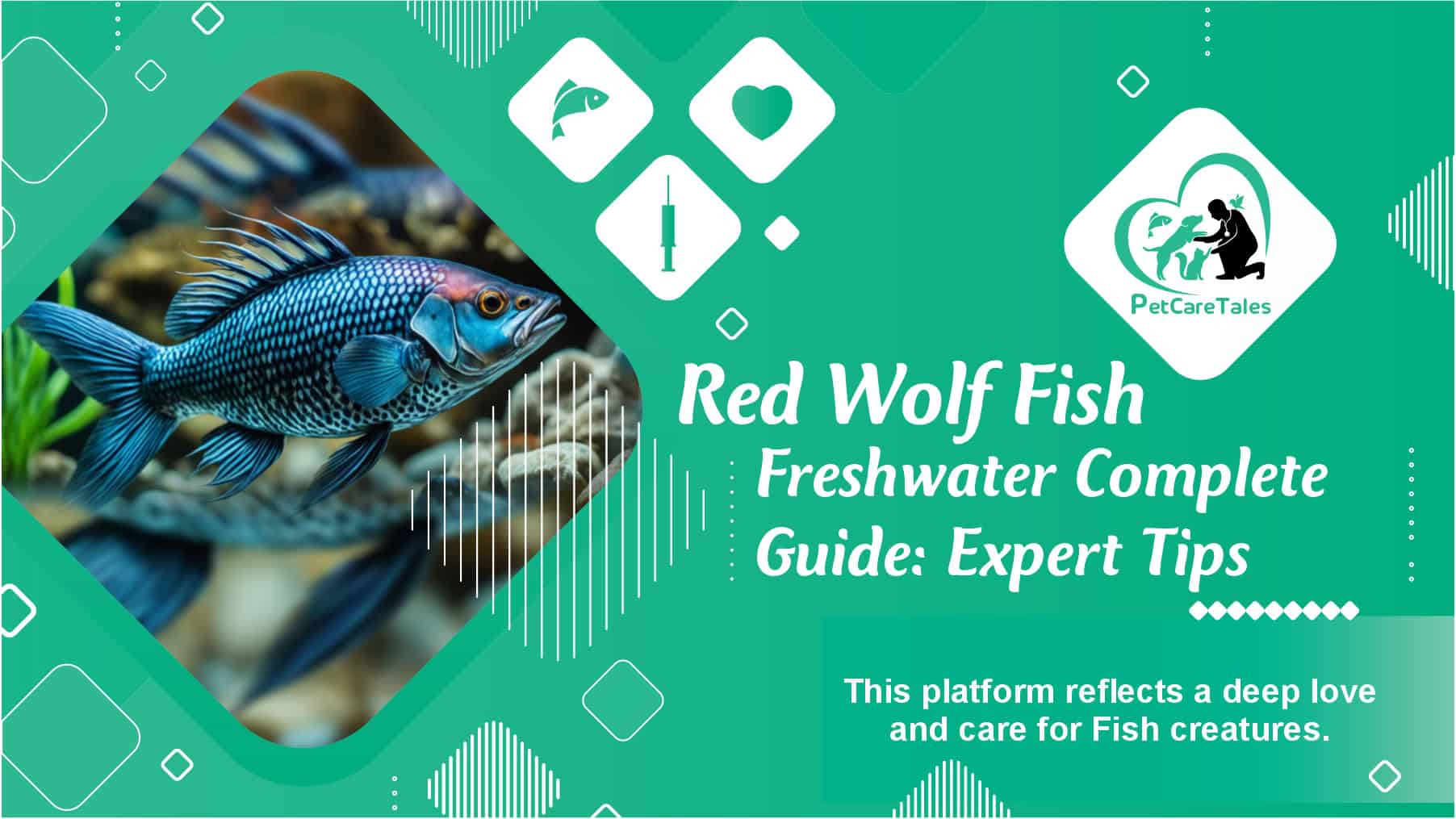 Red Wolf Fish Freshwater Complete Guide