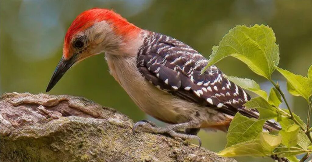 Red-bellied Woodpecker