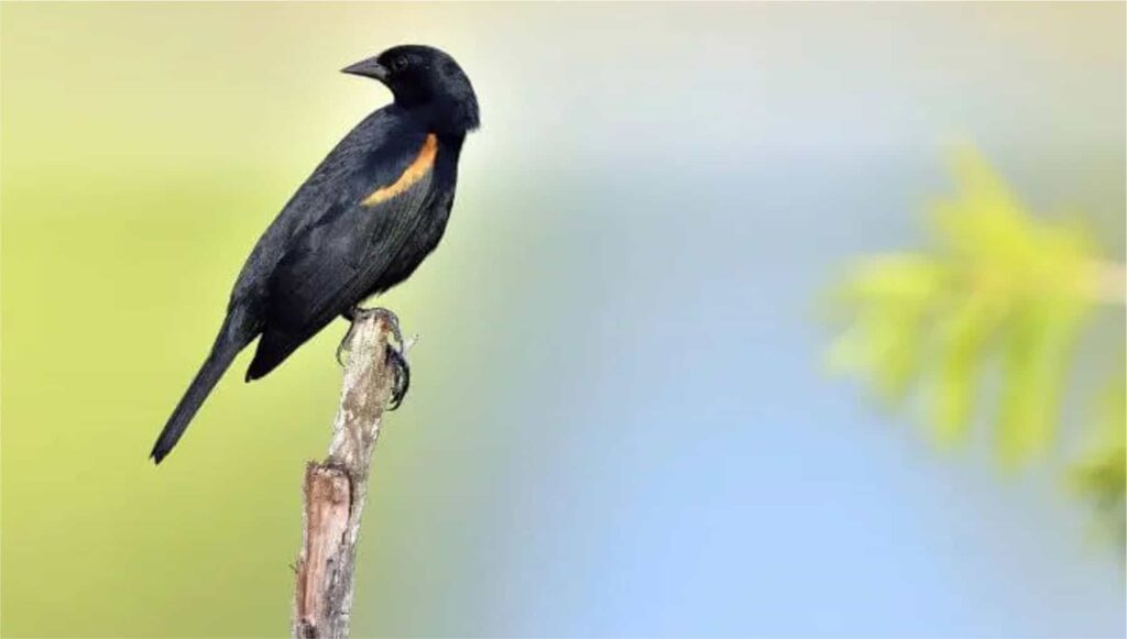 Red-shouldered Blackbird