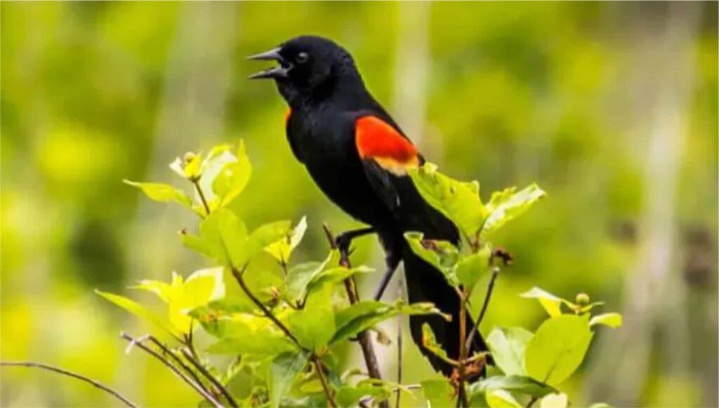 Red-winged Blackbird