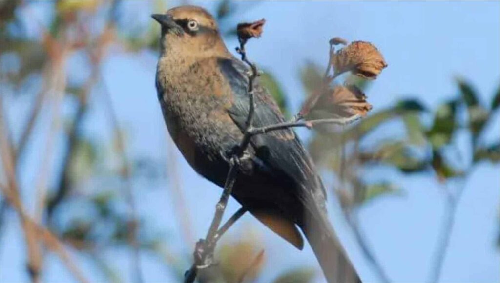 Rusty Blackbird