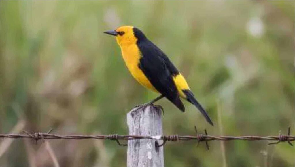 Saffron-cowled Blackbird