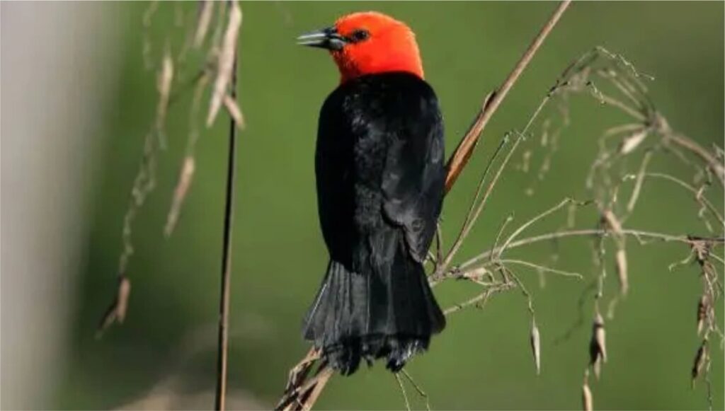 Scarlet-headed Blackbird