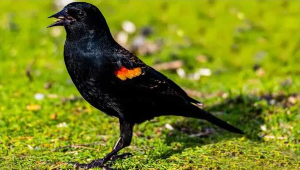 Tricolored Blackbird