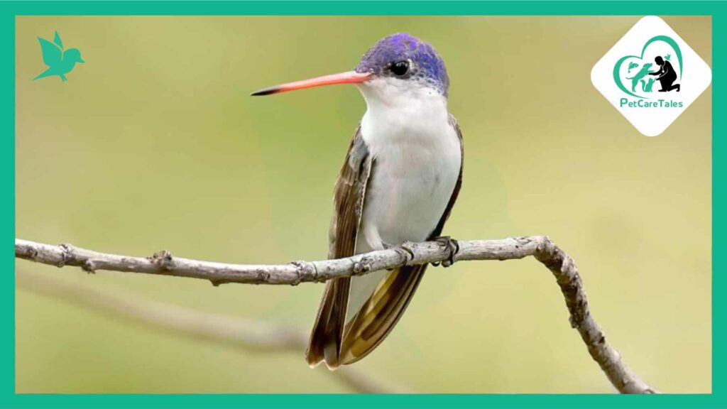 Violet-crowned Hummingbird