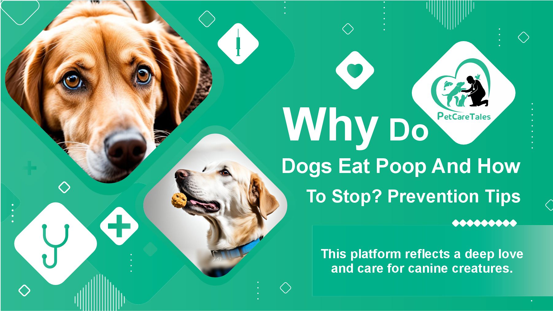 Why Do Dogs Eat Poop