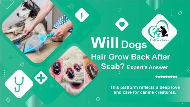 Will Dogs Hair Grow Back After Scab