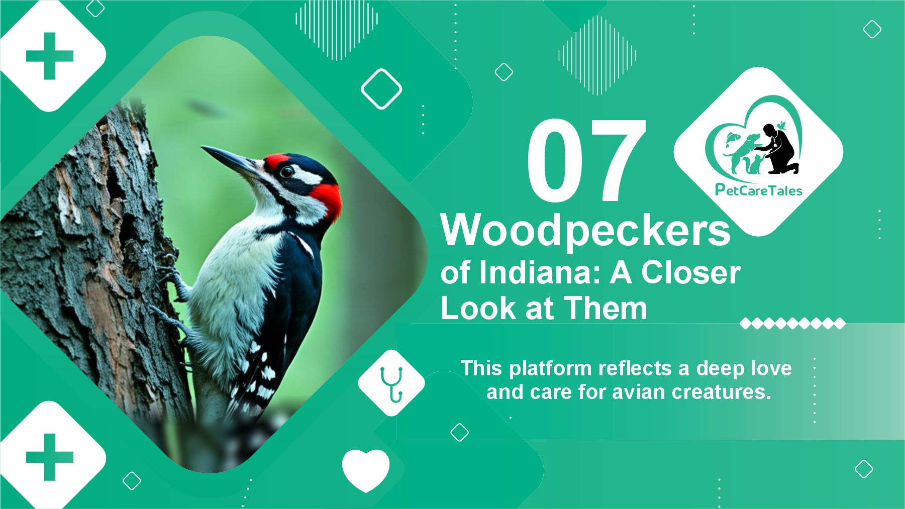 Woodpeckers of Indiana