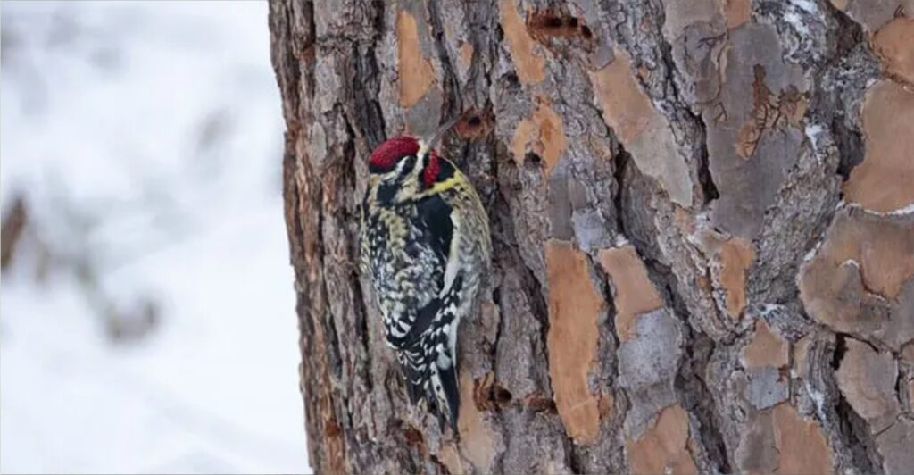 Yellow-bellied Sapsucker