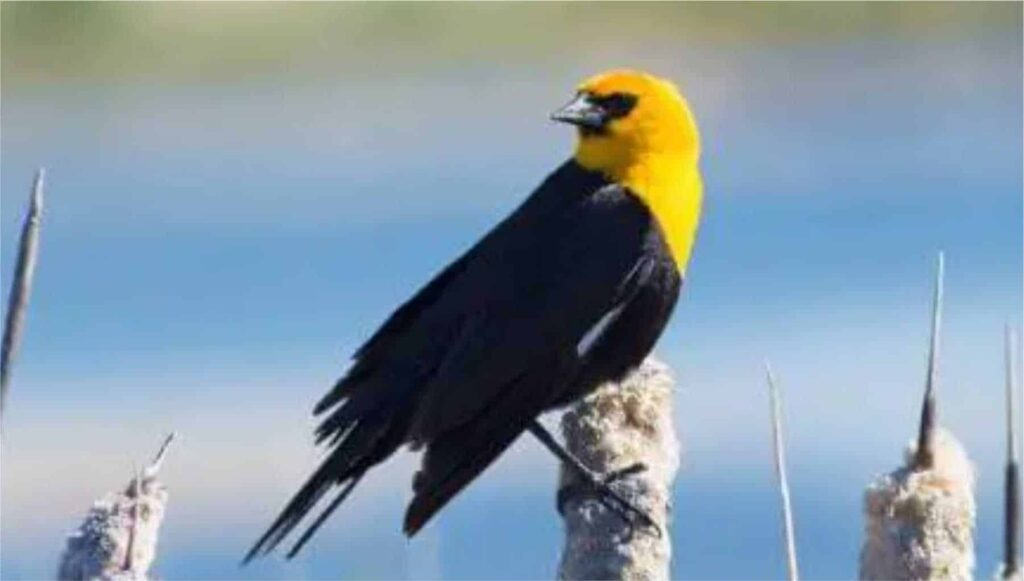 Yellow-headed Blackbird