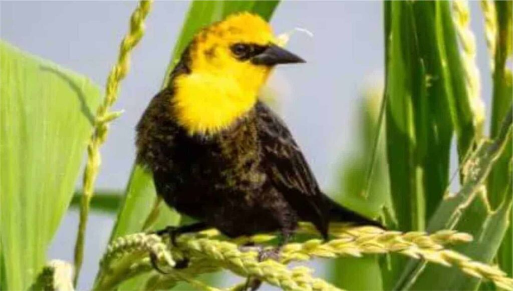 Yellow-hooded Blackbird