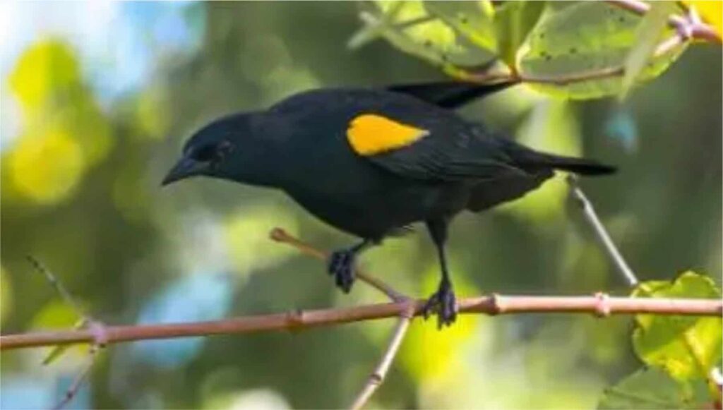 Yellow-shouldered Blackbird